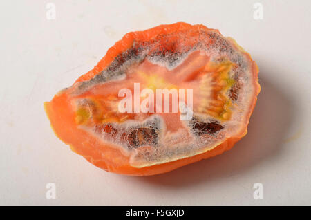 morsch, alten verfallenden Tomate Stockfoto