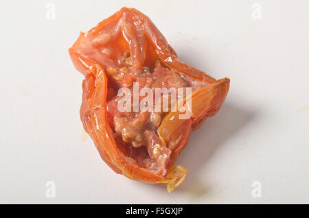 morsch, alten verfallenden Tomate Stockfoto