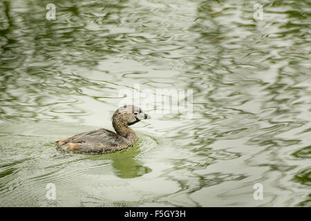Pied – abgerechnet Grebe (Podilymbus Podiceps) auf dem Wasser Stockfoto