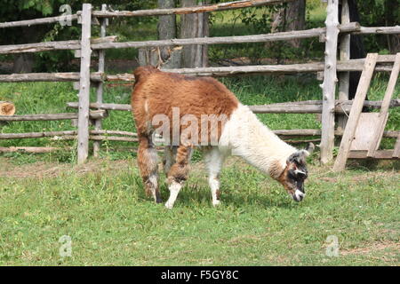 Lamas auf einem kleinen Hobby-Bauernhof. Das Lama ist eine domestizierte südamerikanischen Kameliden, war weit verbreitet als Fleisch und Lasttier Stockfoto