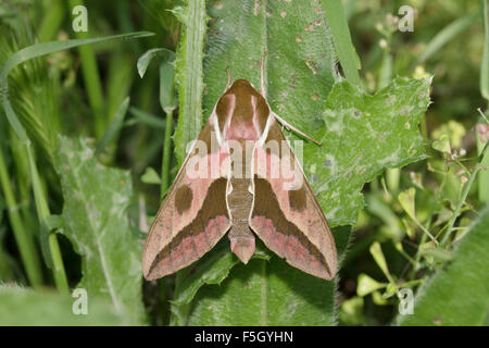 Makroaufnahme von SP. stark Nicäa oder mediterrane Hawk-Moth sitzt auf einem grünen Blatt. Stockfoto