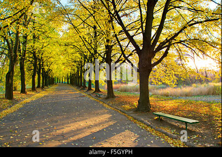 Herbstliche Allee und leere Bank im Botanischen Garten bei Sonnenuntergang. Kiew, Ukraine Stockfoto