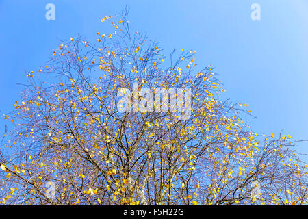 Blick auf weitverzweigt Baum mit gelben Blättern auf dem Hintergrund des Himmels Stockfoto