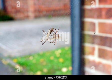 ORB SPIDER UMHÜLLUNG EINER KRAN-FLIEGE Stockfoto