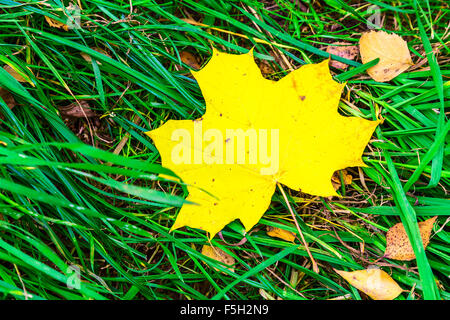 Blatt aus Ahorn auf dem grünen Rasen verlegen Stockfoto