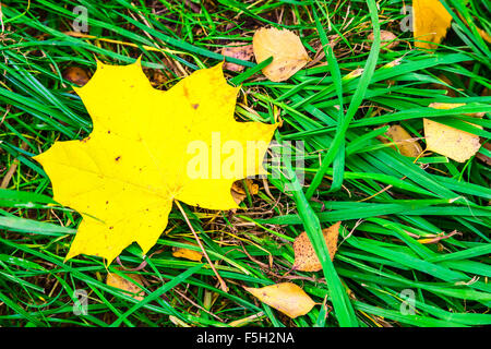 Herbstlaub im grünen Gras Stockfoto