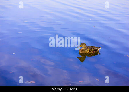 Ente auf Blue Lake mit seiner Spiegelung im Wasser Stockfoto