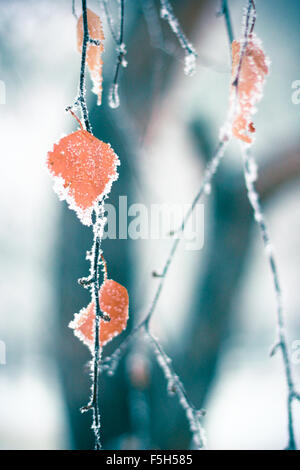 Winter lässt in dem Frost. Zusammenfassung Hintergrund Stockfoto