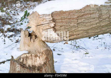 Verschneiten Winter Baumstamm gefallen von Beaver bei tagsüber Closeup Stockfoto
