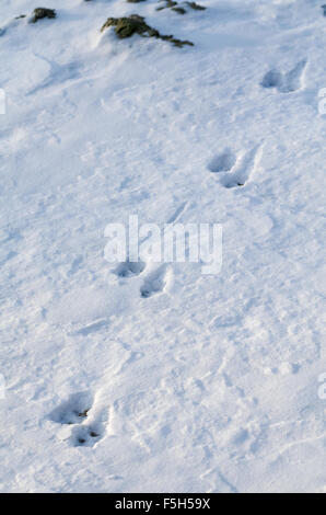 Tierspuren im Schnee im Winter tagsüber vertikal Stockfoto