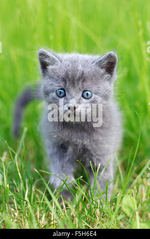 Katze, die zu Fuß in Rasen Stockfoto