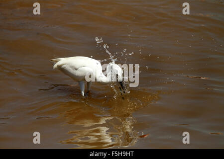 Großen weißen Reiher (Ardea Alba) Fischen im Wasser Stockfoto