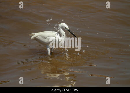 Großen weißen Reiher (Ardea Alba) Fischen im Wasser Stockfoto