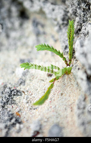 Tropischen grünen Bermuda Anlage Stockfoto