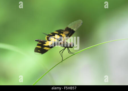 Schwarze und gelbe Libelle Stockfoto