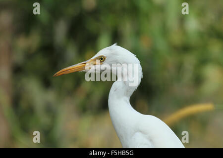 Kuhreiher Stockfoto