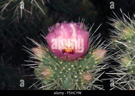 Blume des Papier Wirbelsäule Cactus Flower-Tephrocactus Articulatus - Familie Cactaceae Stockfoto