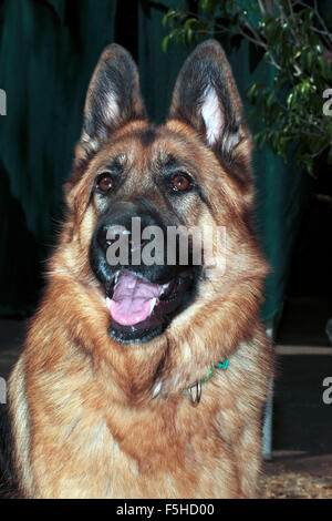 Deutscher Schäferhund weiblich 19 Monate - Portrait Stockfoto