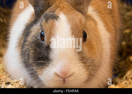 Drei farbige Kaninchen sich erholend. Close-up Portrait. Stockfoto