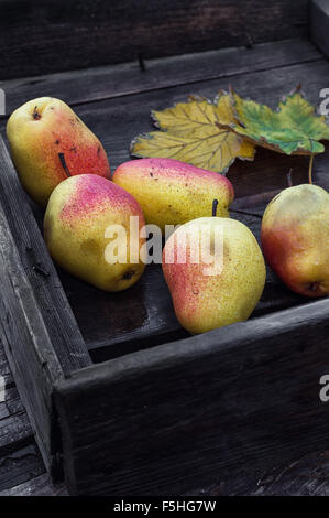 Reife im Herbst Birnen Sorten in alten Holzkiste gestapelt Stockfoto