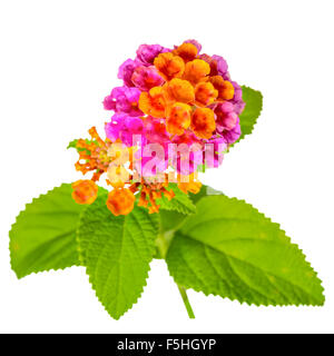 bunte Lantana Camara Blume ist isoliert auf weißem Hintergrund, Nahaufnahme Stockfoto