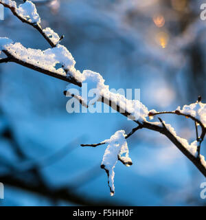 schöne überdachte Weihnachten Zweig mit Schnee und Tropfen im Sonnenuntergang Winterwald Stockfoto