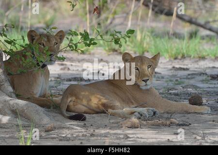 West African Löwe (Panthera Leo) zwei Löwinnen ruhen im Schatten (einer trägt einen Radio-Tracking-Kragen) Pendjari NP Benin Stockfoto