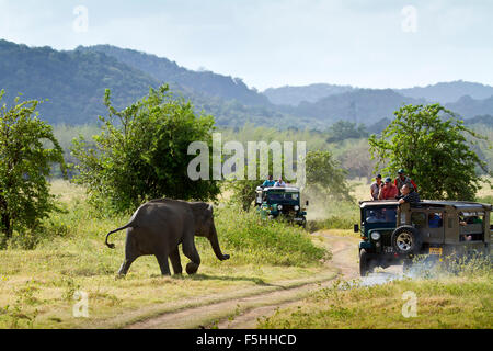 Jeep-Safari im Mynneriya Nationalpark, Sri Lanka, Asiatischer Elefant Specie Elephas Maximus Maximus zu sehen Stockfoto