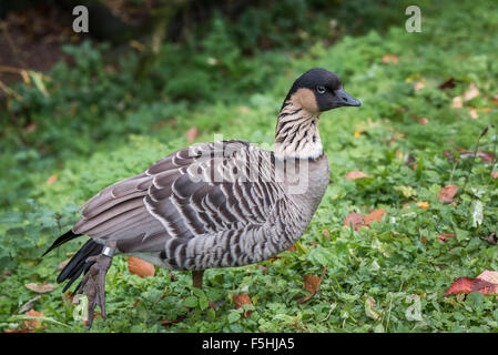 Eine hawaiianische Gans bei Dudley Zoo West Midlands UK Stockfoto