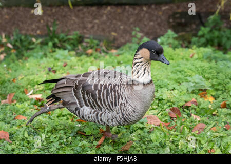 Eine hawaiianische Gans bei Dudley Zoo West Midlands UK Stockfoto