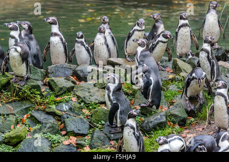 Humboldt-Pinguine im Zoo von Dudley UK Stockfoto