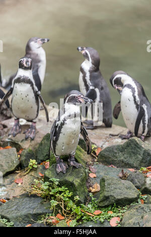 Humboldt-Pinguine im Zoo von Dudley UK Stockfoto