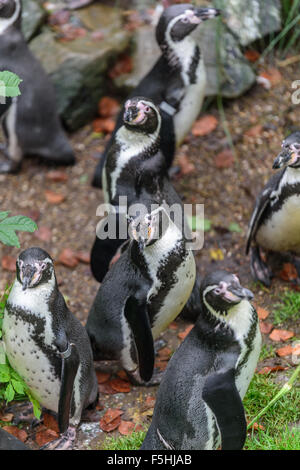 Humboldt-Pinguine im Zoo von Dudley UK Stockfoto