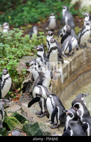 Humboldt-Pinguine im Zoo von Dudley UK Stockfoto