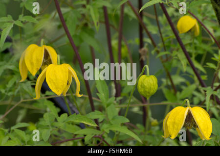 Clematis Tangutica Bill McKenzie Stockfoto