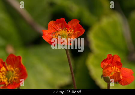 Geum-Cooky Stockfoto