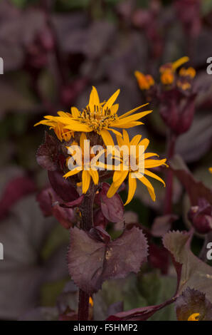 Ligularia Britt Marie Crawford Stockfoto