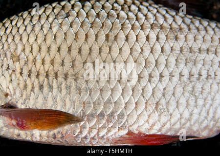 Nahaufnahme der Süßwasser Roach Fische gerade aus dem Wasser genommen. Fische fangen - gemeinsame Plötze (Rutilus Rutilus). Stockfoto