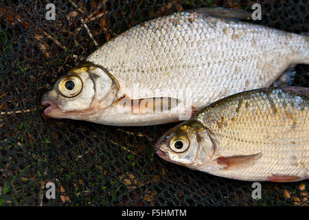 Nahaufnahme der Süßwasser Roach Fische gerade aus dem Wasser genommen. Fische fangen - Brachsen (Abramis Brama). Stockfoto