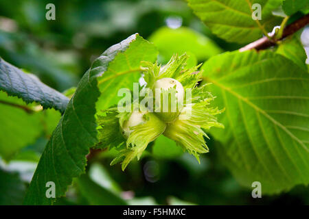 Haselnuss mit grünen Blättern auf einem Ast Hazel Grove. Stockfoto