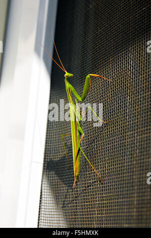 Praying Mantis Insekt in der Natur als ein Symbol der grüne natürliche Vernichtung und Pest-Steuerung mit einem Raubtier, das jagt und frisst Stockfoto