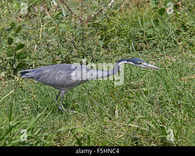 Black-headed Reiher Stockfoto