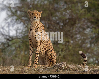 Weibliche Gepard sitzend, beobachten Stockfoto