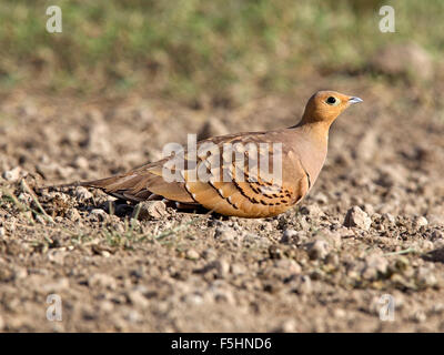 Männliche Kastanie-bellied sandgrouse Stockfoto