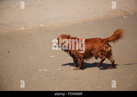 Cavalier King Charles Spaniel, Ruby, 7 Jahre alt, am Strand, Texel, Niederlande | Cavalier King Charles Spaniel, Ruede, Ruby, 7 Jah Stockfoto
