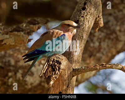 Lilac-breasted Roller thront in Baum Stockfoto