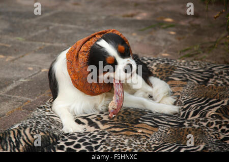 Cavalier King Charles Spaniel, Tricolor, 10 Monate, essen rohen Ente Hals, Texel, Niederlande / barf, snoot | Cavalier King Charle Stockfoto