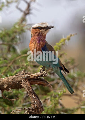 Lilac-breasted Roller thront in Baum Stockfoto