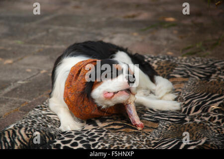 Cavalier King Charles Spaniel, Tricolor, 10 Monate, essen rohen Ente Hals, Texel, Niederlande / barf, snoot | Cavalier King Charle Stockfoto