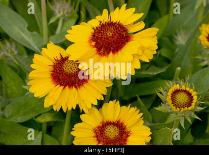 Gaillardia Mesa Bright Bicolor Stockfoto